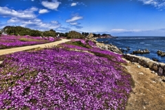 Monterey_3