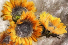 Sunflower_07