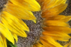 Sunflower_09