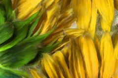 Sunflower_10