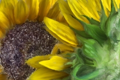 Sunflower_11