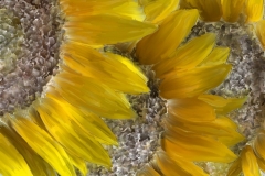 Sunflower_13