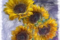 Sunflower_4