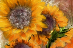 Sunflower_5