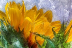 Sunflower_8