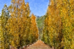 Poplars